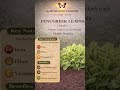 This Leaf Helps Control Blood Sugar Naturally 🌿  ( Part 16 )