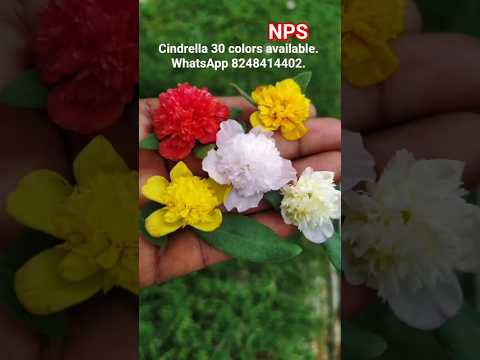 Cindrella cuttings available for sale whatsapp 8248414402 #pathumanipoovu #tablerose #portulaca