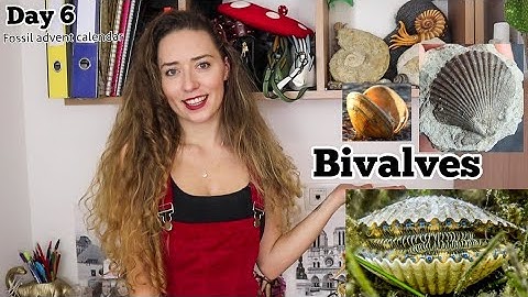 BIVALVES - Day 6 Fossil Advent Calendar