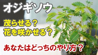 オトナのためのオジギソウの育て方 可愛い花も咲くよ 枯らしたことがある方は必見です Youtube