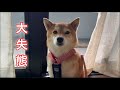 飼い主のミスで愛犬に迷惑をかけてしまいました