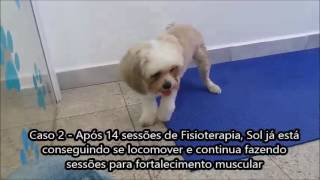 Fisioterapia Veterinária no tratamento das sequelas de cinomose  6 casos