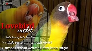 tidak sengaja menjadi melet // semua tergantung karakter bawaan burung