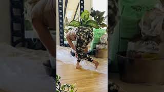 Download Lagu Repotting a Dumb Cane #houseplants #plantcare #repottingninja MP3