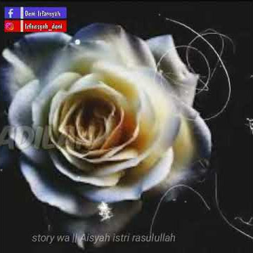 Story wa Aisyah istri Rasulullah 30 detik || story lagi viral