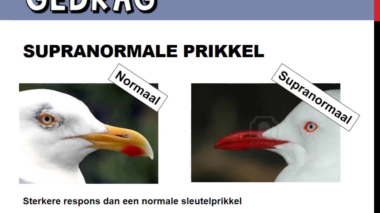 Hoe wordt gedrag veroorzaakt? - YouTube