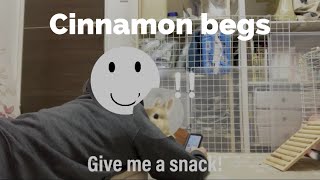 Cinnamon begs