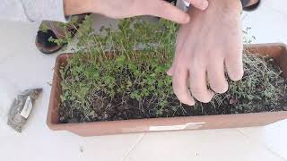 EVDE MAYDANOZ YETİSTİRME (MAYDANOZ MU MAYDONOZ MU ?)