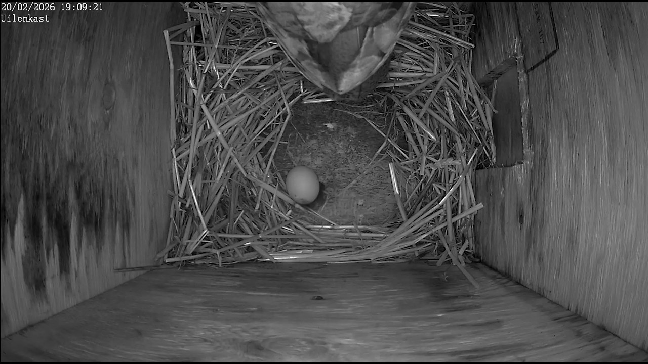 Eerste ei van het seizoen 🦉🥚 Bosuil bij de Boshutten op de Zanderij te Castricum