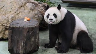 20240426 遊客爆棚吃竹久 圓圓玩罐沒等候(午餐) Giant Panda Yuan Yuan