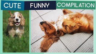 Cocker Spaniel Compilation: Cute Puppies, Funny Dogs & Tricks