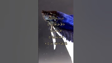 سورة الأخلاص