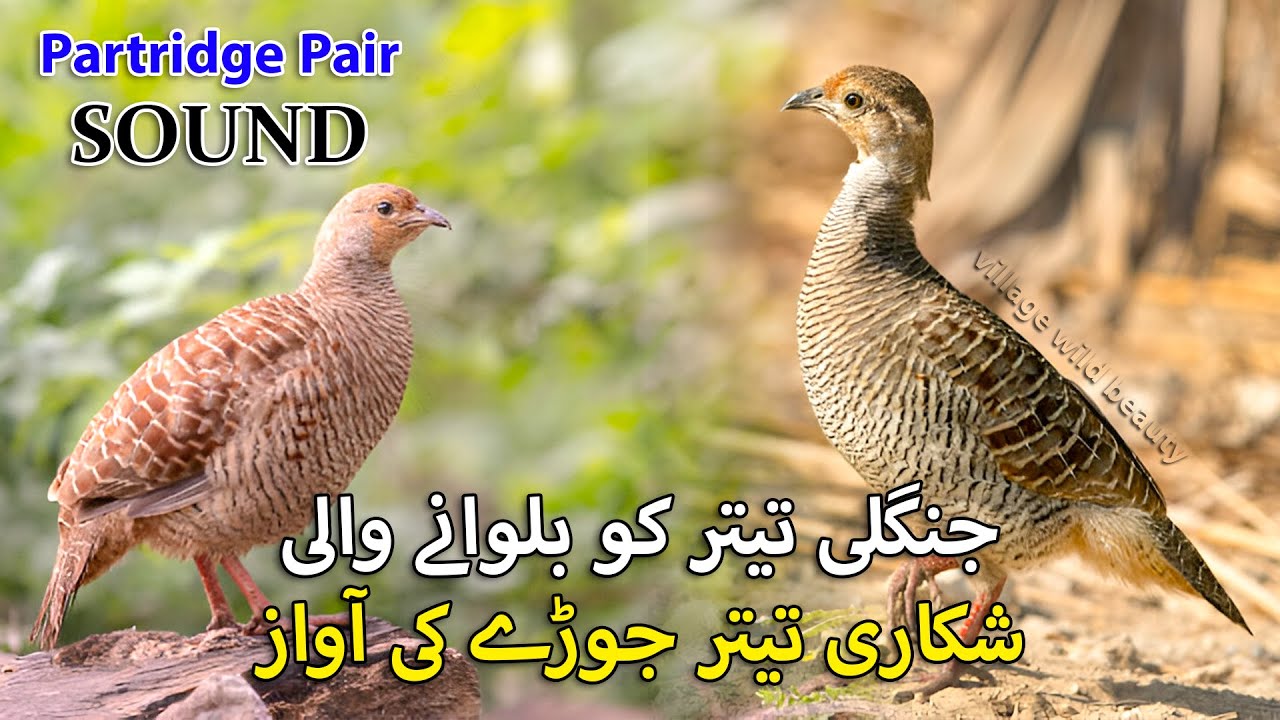 Real Hunting Partridge Sound | Grey Teetar ki Shikar Awaz | Female Grey Francolin Voice