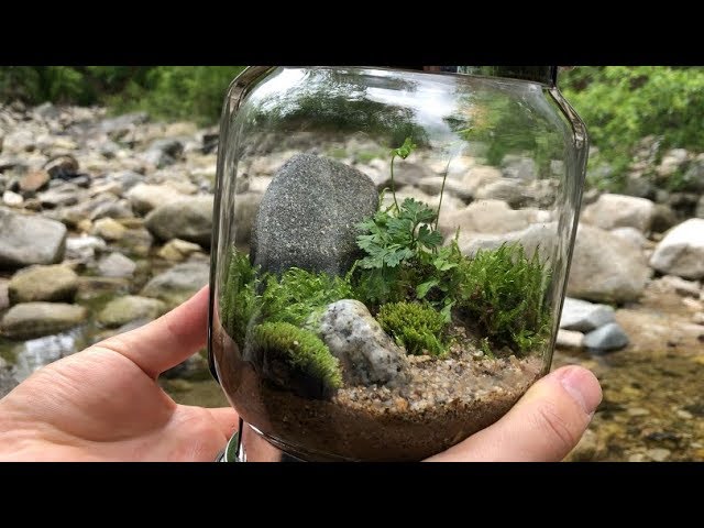 Tiny Moss Tree Themed Terrarium 