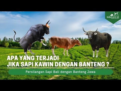 Ini yang Terjadi Jika Sapi Disilangkan dengan Banteng Liar Jawa