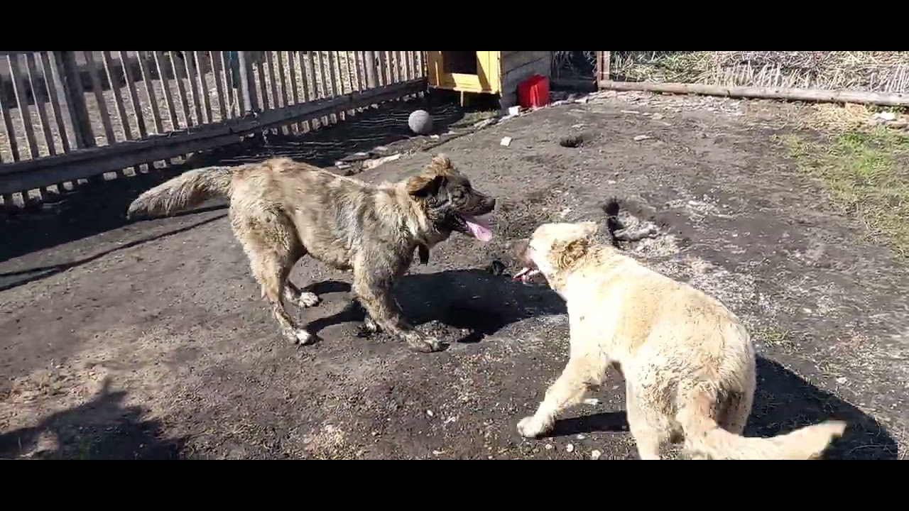 чистокровная кавказская овчарка. видео про кавказца. кавказская овчарка габариты. кавказский алабай. басхан парий волкодав.