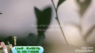 Boji teacare ครีมโบจิทีแคร์ ลดสารสเตียรอยต์บนหน้า