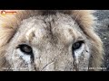 Осень - время создавать новые прайды. Тайган. Lions life in Taigan.