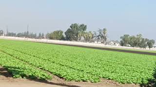 Teb Zaub Nyob California