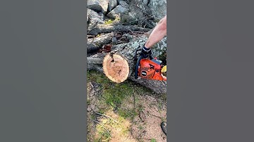 CHAINSAW TREE CUT REVEALS CARPENTER ANT INFESTATION WITH EXPLOSION AT END - ECHO CHAINSAW CS-400!!💥