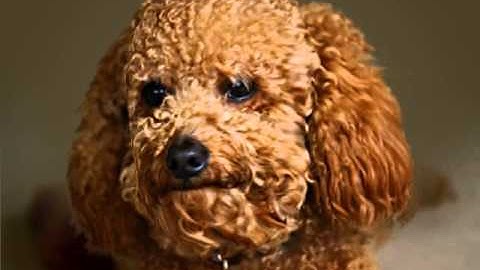 Unit 13: Hobbies and Pastimes (Trang 50)