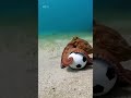 soccer octo #funnyshorts #funnyvideo #funnyanimals