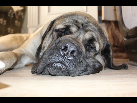 is my puppy depressed is my depressed depression signs symptoms is my puppy depressed is my depressed depression signs symptoms