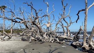 Driftwood Beach | Jekyll Island, Georgia