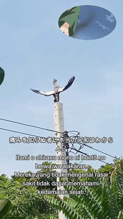 Pain SHINRA TENSEI  Scene Bird Version #shorts #naruto #pain #akatsuki #funny #videolucu