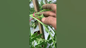 Pengikatan tanaman tomat yang pertama