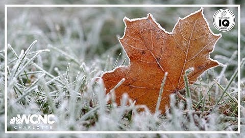 How frost forms | Weather IQ explainer