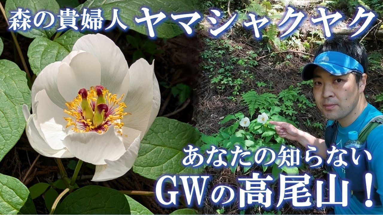 Things you didn't know about during Golden Week at Mount Takao