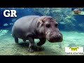 El hipopótamo macho que resultó ser hembra