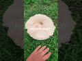 Giant mushrooms explained!