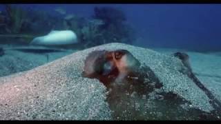 Southern Sting Ray-Montserrat