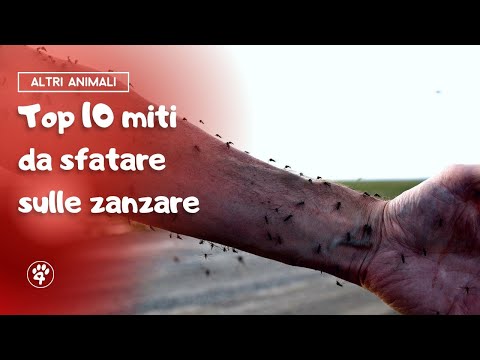 I 10 miti