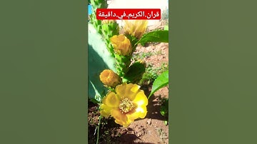 سورة.الجن.خالد.الجليل #quran #المصحف #flowers #راحة_نفسية #اكسبلور احترم.القران.دقيقة #duet #لايك