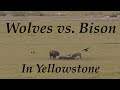 Wolves vs bison in yellowstone  inspire wild media