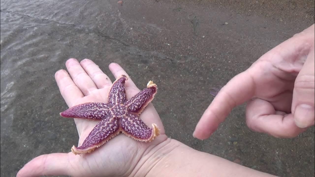 Pin by Anastasia Chakina on База отдыха Vladivostok, Octopus