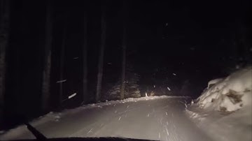 Cartoon Cat Heard Through Blizzard