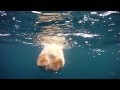 В поисках пропитания  Полярный медведь Polar Bears   The Quest for Sea Ice 1