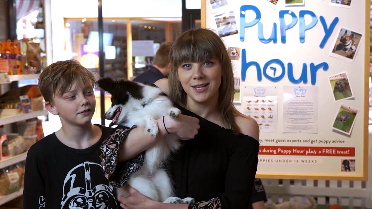 Pets Corner Puppy Hour YouTube