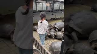 kalian takut nggak dikepung kura-kura besar bisa gigit loh