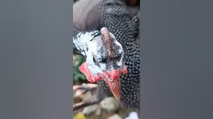 Por Qué La Gallina De Guinea Es Tan Valiosa?🐔 #curiosidades #avicultura #naturaleza