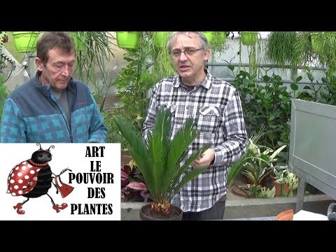 Vidéo: Quand arroser les palmiers sagou ? Besoins en eau des palmiers sagou ?