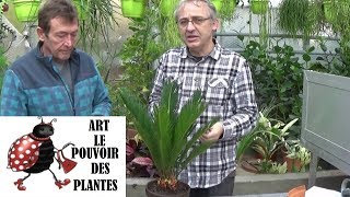 Conseils jardinage: cycas: Comment faire l'entretien et l'arrosage: Plante verte d'intérieur