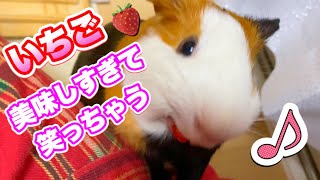 【モルモット】いちご大好き　顔が思わず笑っちゃう / Guineapigs loves strawberry！