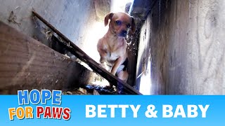 Rescuing two abandoned dogs, Betty and Baby - Please share.  Thanks! #chihuahua