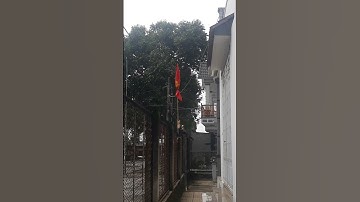 Treo cờ rủ Ngày Quốc Tang #shorts