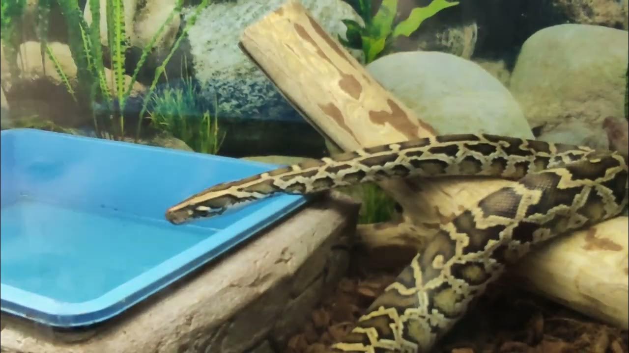 Python drinks water. The biggest snake - YouTube